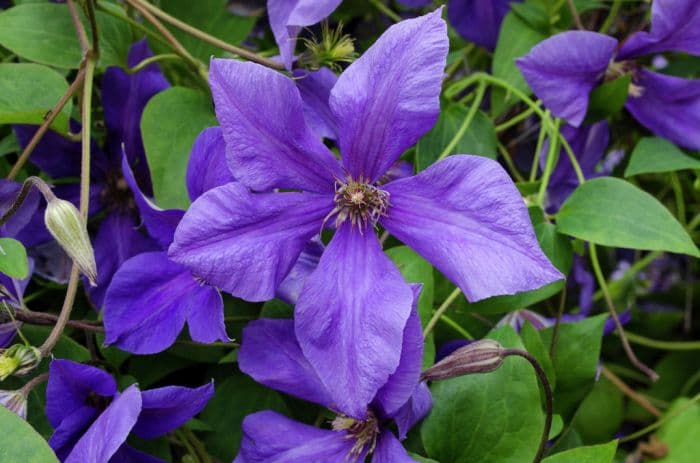 clematis 'Semu'