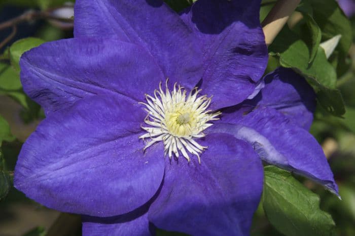 clematis [Kingfisher]