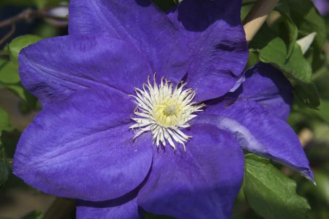 Clematis [Kingfisher]