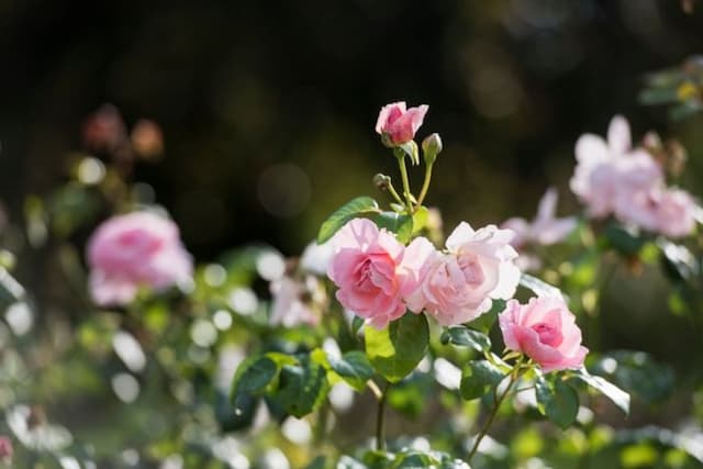 Rose [Strawberry Hill]