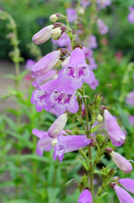 penstemon 'Pensham Ted's Purple'