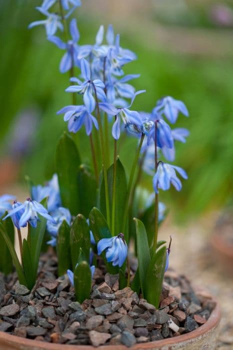 Siberian squill