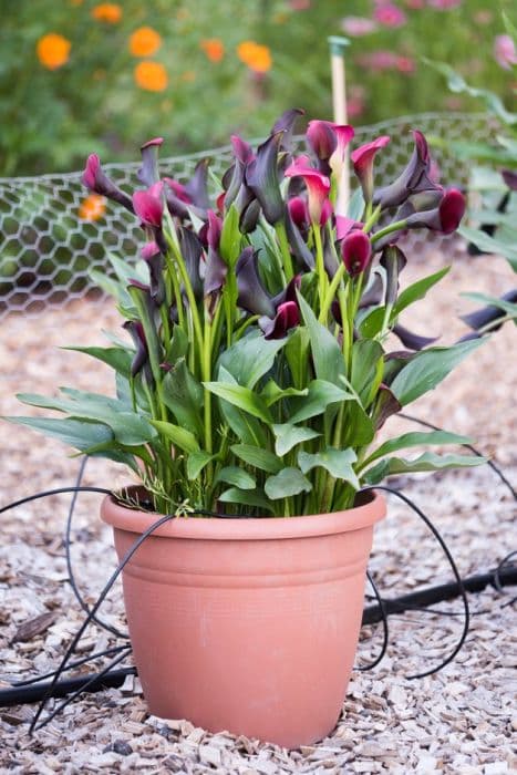 arum lily 'Pink Puppy'