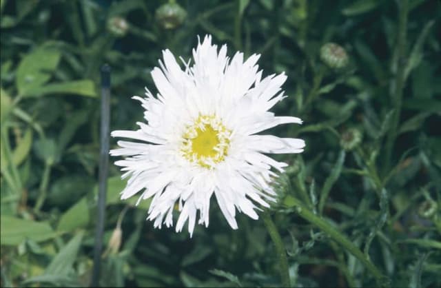 Shasta daisy 'Aglaia'