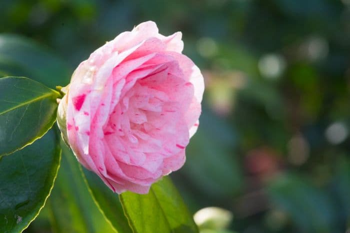 camellia 'Hilo'