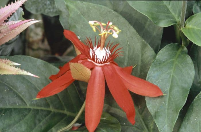 winged-stem passion flower