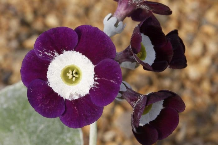 auricula 'Remus'