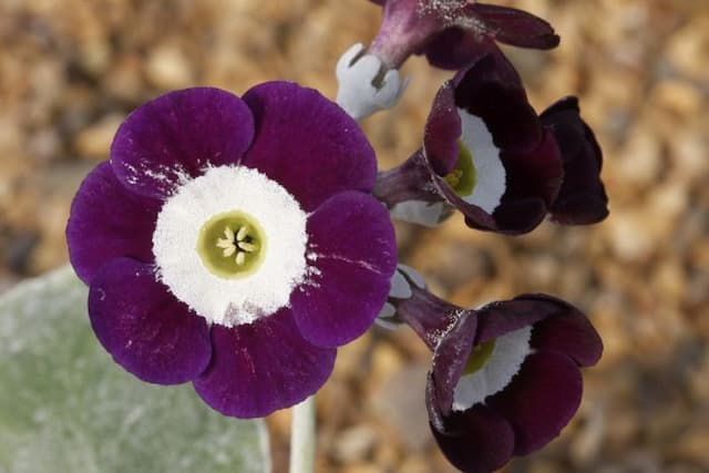 Auricula 'Remus'