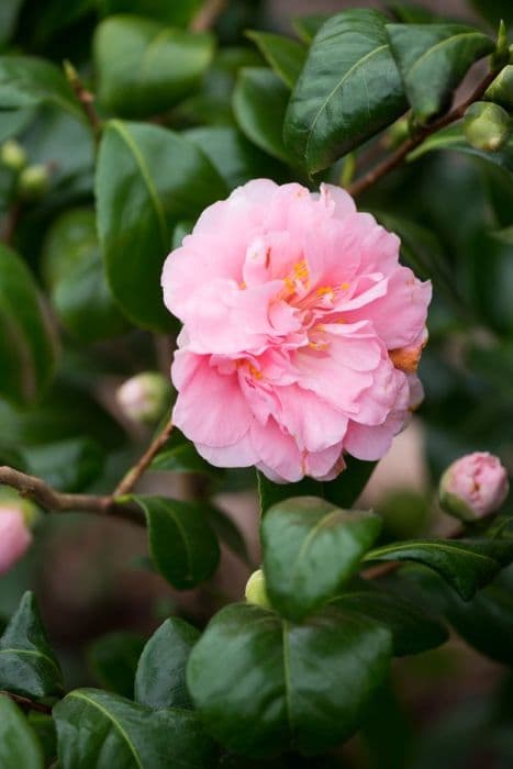 camellia 'King's Ransom'