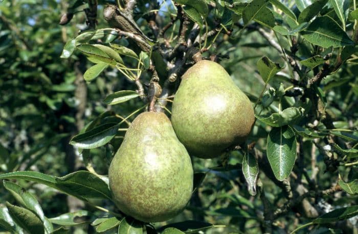 pear 'Williams' Bon Chrétien'