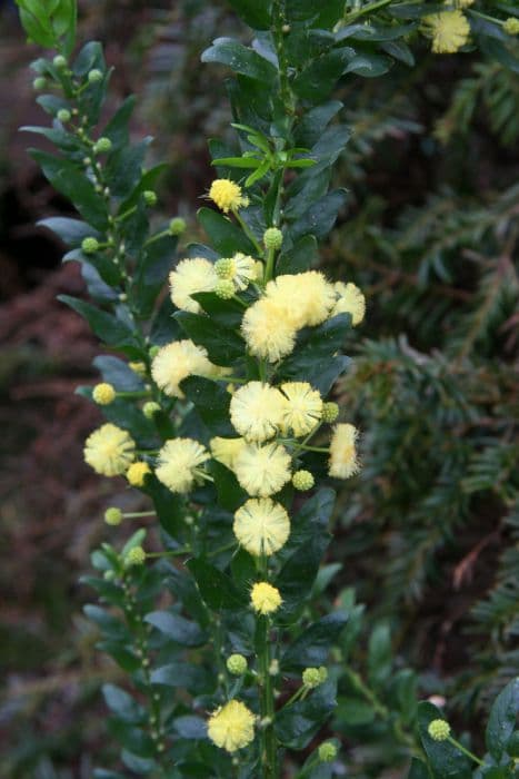 hedge wattle