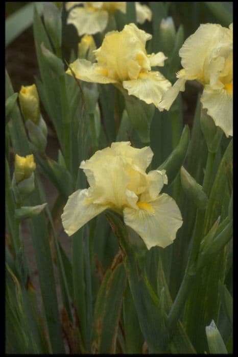 iris 'Maui Moonlight'