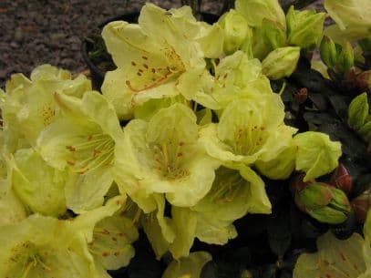 rhododendron 'Wren'