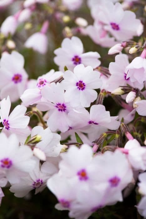 moss phlox 'Amazing Grace'