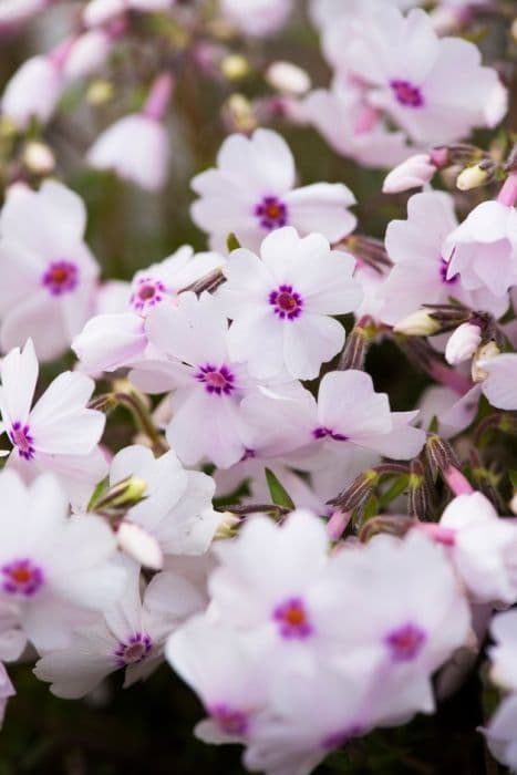 moss phlox 'Amazing Grace'