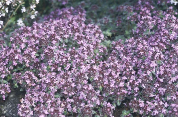 thyme 'Pink Chintz'