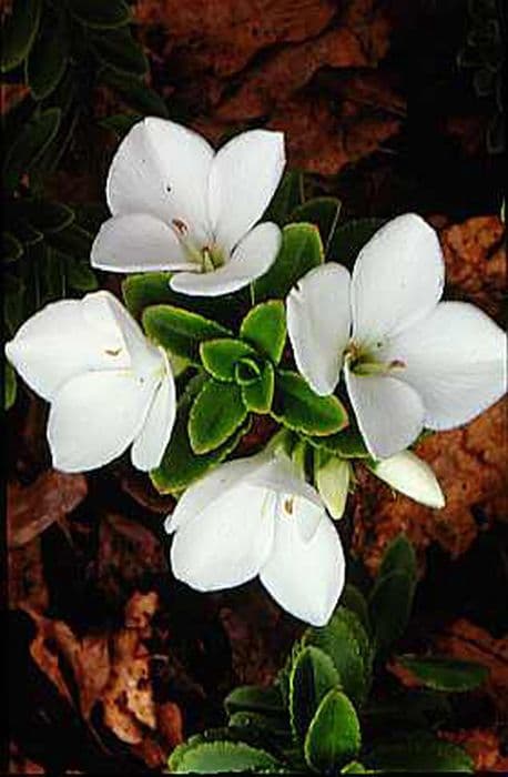 large-flowered hebe