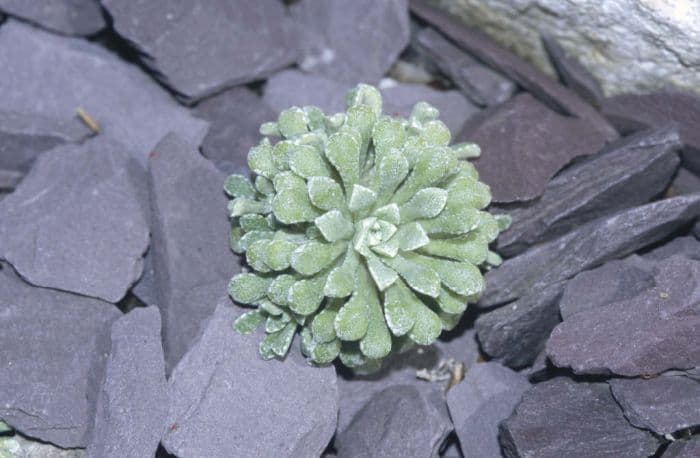 saxifrage 'Major'