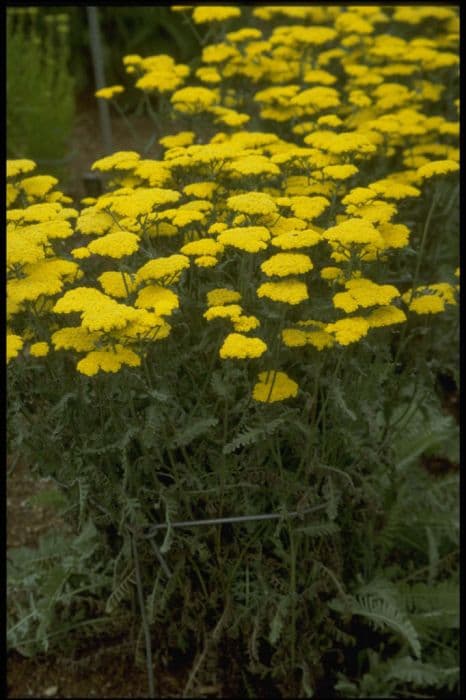 yarrow 'Moonshine'