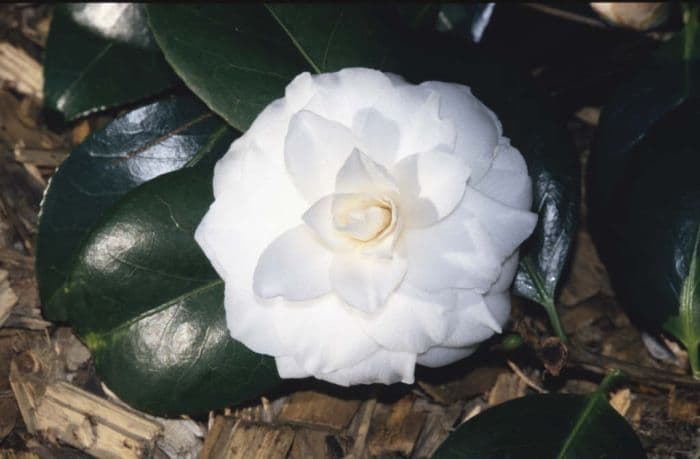 camellia 'Mathotiana Alba'