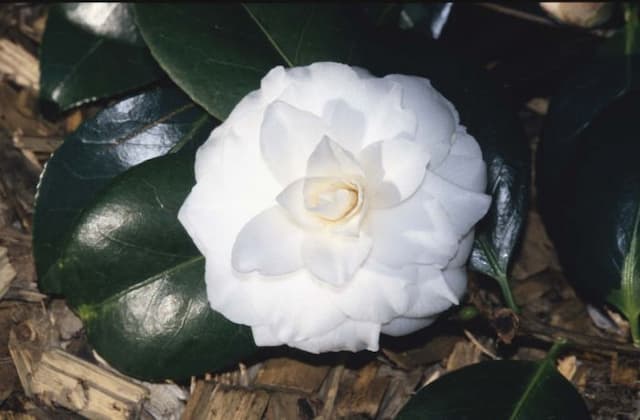 Camellia 'Mathotiana Alba'