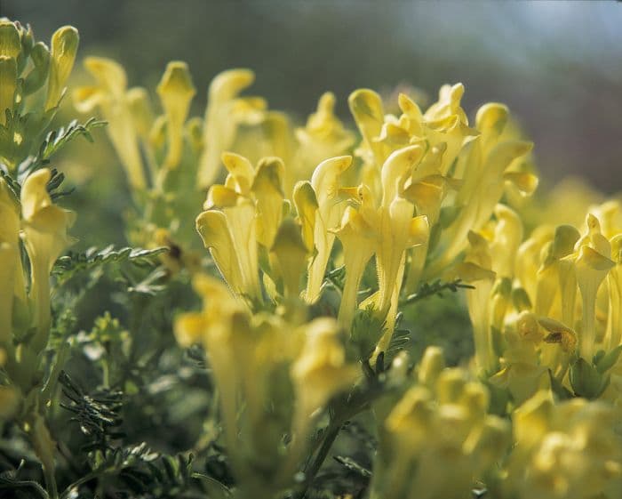 yellow-flowered skullcap