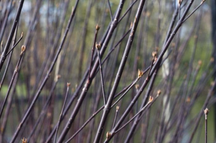 white dogwood 'Kesselringii'