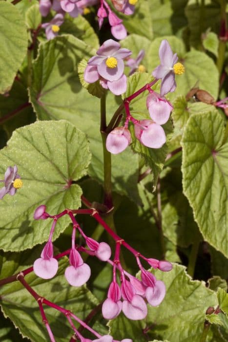 hardy begonia