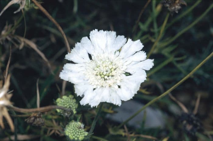 Caucasian scabious 'Miss Willmott'