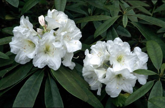 rhododendron 'Mrs A.T. de la Mare'