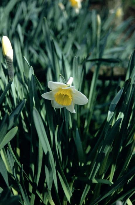 daffodil 'Irish Minstrel'