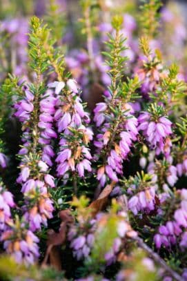 heather 'Aurea'