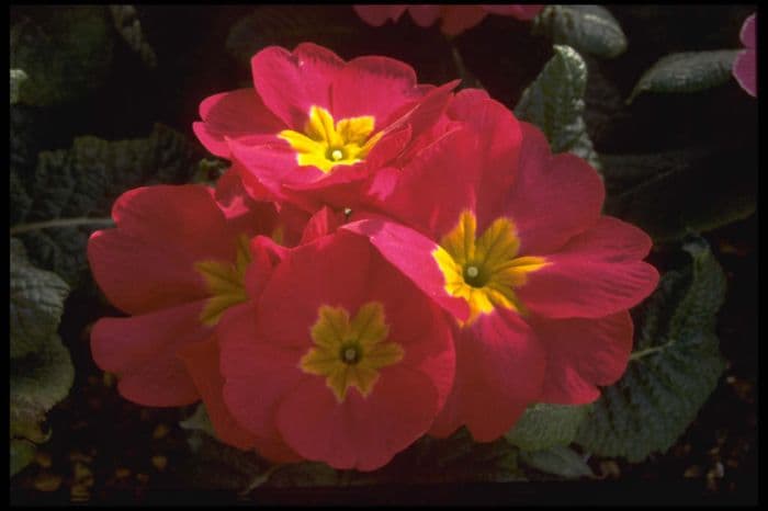 primrose 'Danova Rose'