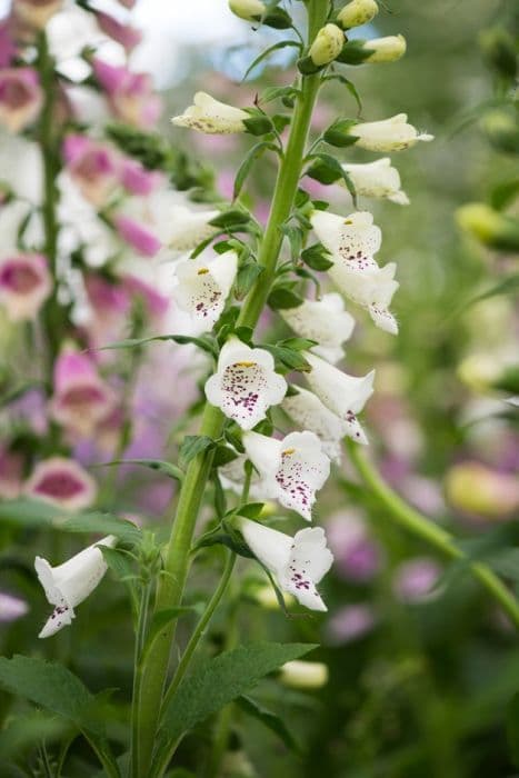 Foxglove Excelsior Group