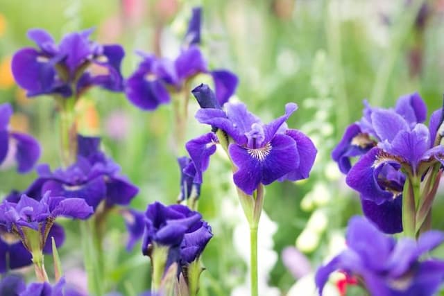 Siberian iris 'Ruffled Velvet'