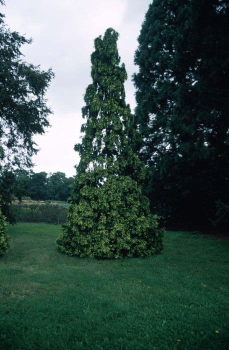 Lawson's cypress 'Lutea'