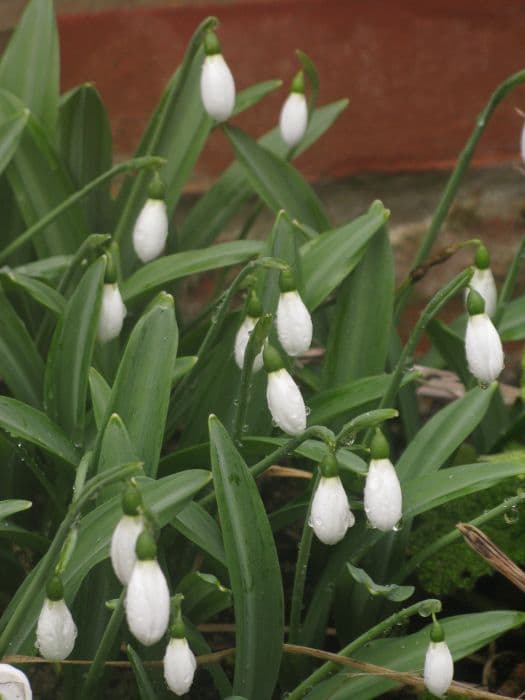 snowdrop 'Warham'