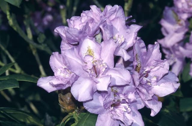Rhododendron 'Fastuosum Flore Pleno'