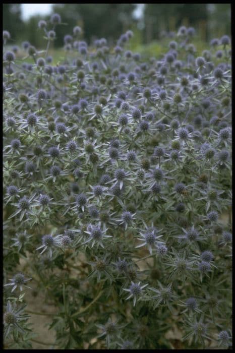 blue eryngo 'Bethlehem'