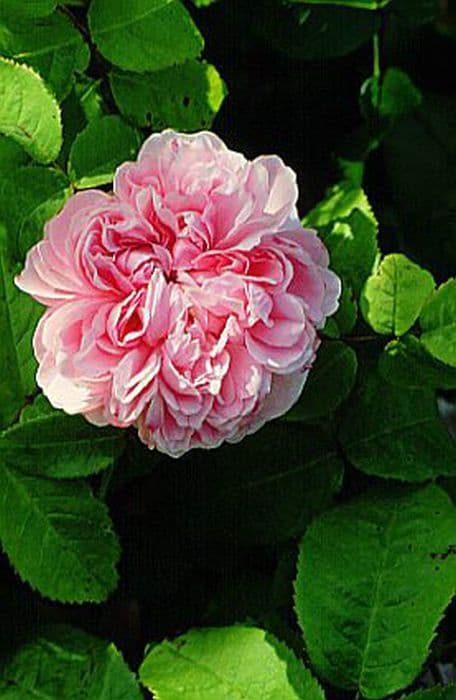 Rose 'Marchesa Boccella'