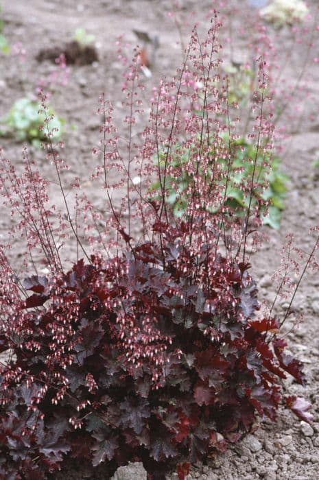 alum root 'Blackbird'