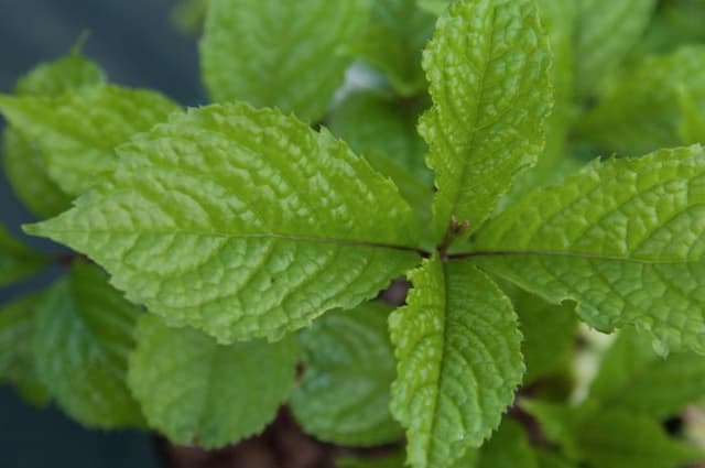 Oldham's chloranthus