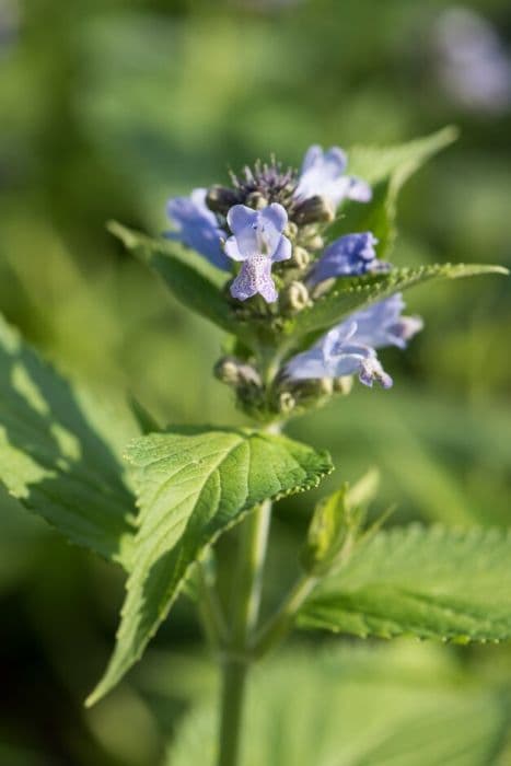 Troodos catmint