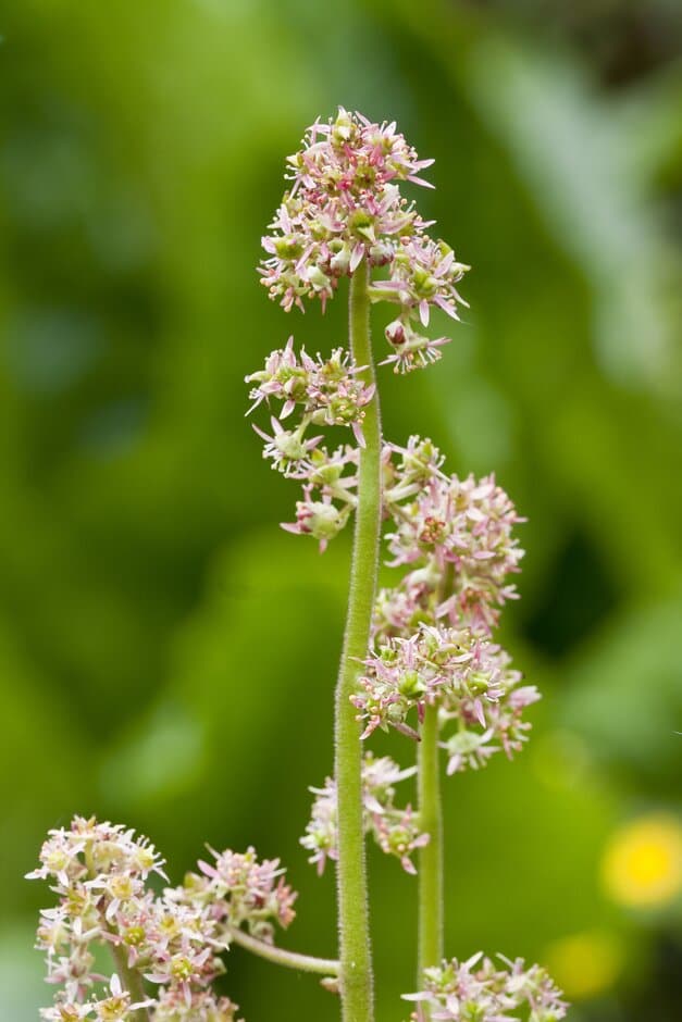 swamp saxifrage