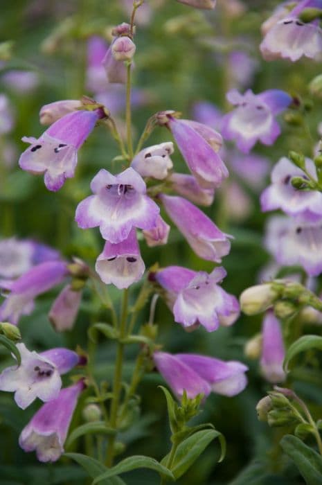 penstemon 'Pensham Great Expectations'