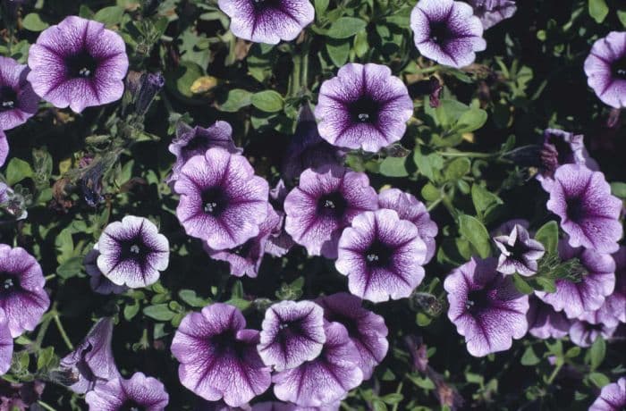 petunia 'Petitunia Happy Dream'