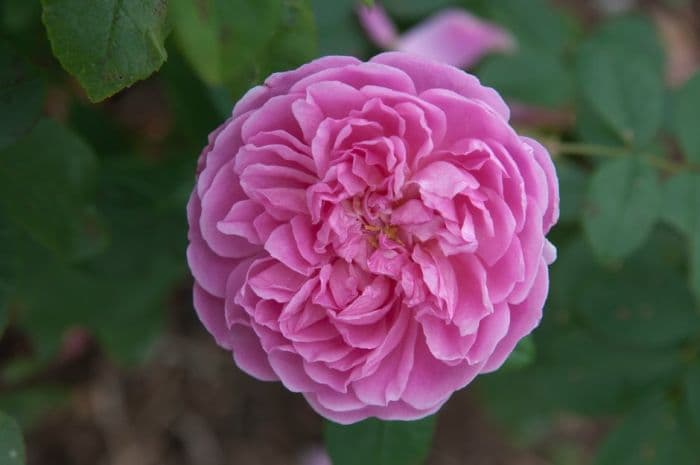 rose [Harlow Carr]