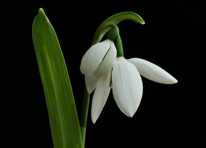 greater snowdrop 'Kite'