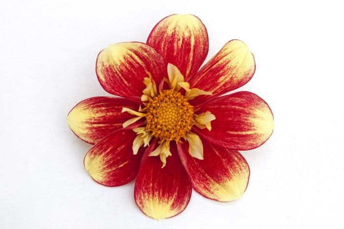 dahlia 'Danum Torch'