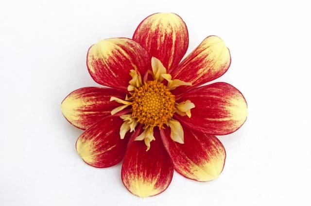 Dahlia 'Danum Torch'